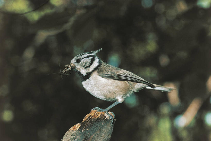 无人,坐,横图,室外,白天,侧面,野生动物,科学,鸟类,山雀,捕食,自然,动物,摄影,栖息,环境,生物学,彩图,动物学