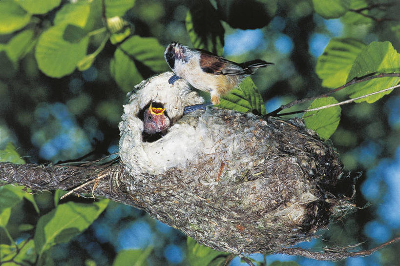 无人,横图,室外,白天,野生动物,科学,鸟类,山雀,鸟巢,树,自然,动物,两只,摄影,栖息,环境,生物学,喂养,彩图,动物学