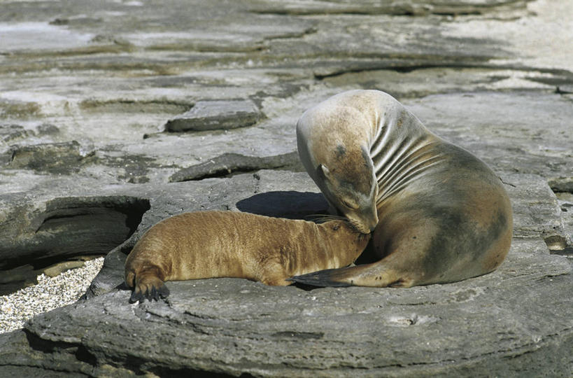 无人,横图,室外,白天,哺乳动物,海豹,野生动物,科学,哺乳,自然,动物,两只,摄影,环境,生物学,关爱,斑海豹,喂养,彩图,动物学