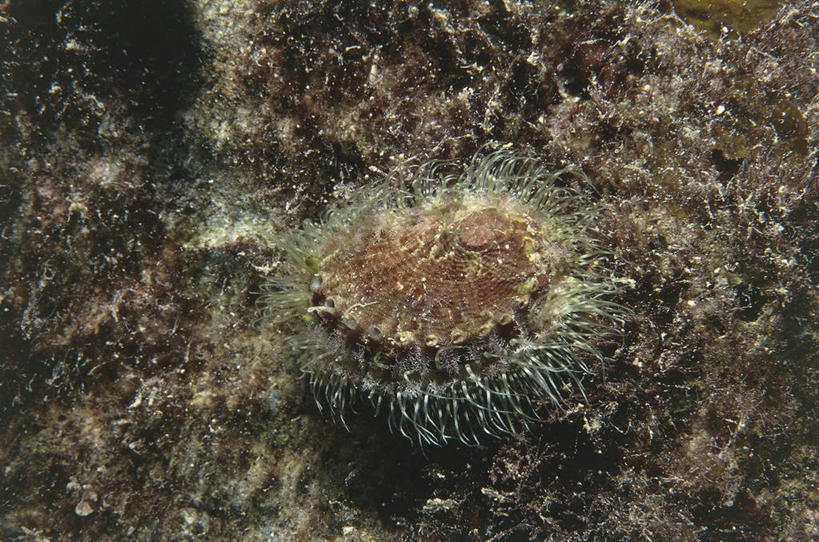 无人,横图,室外,海底,水下,野生动物,科学,无脊椎动物,自然,动物,摄影,软体动物,环境,生物学,伪装,彩图,动物学