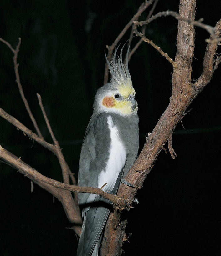 无人,竖图,室外,夜晚,美景,野生动物,鹦鹉,科学,鸟类,景观,枝,树,自然,动物,景色,摄影,栖息,环境,生物学,自然风光,澳洲鹦鹉,热带鸟,彩图,动物学