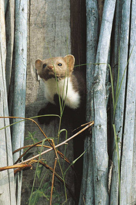 无人,竖图,俯视,室外,白天,建材,建筑,哺乳动物,野生动物,科学,木制,材料,木板,木材,枝,木柴,草,自然,动物,摄影,建造,木料,环境,生物学,嫩枝,彩图,高角度拍摄,石貂,动物学