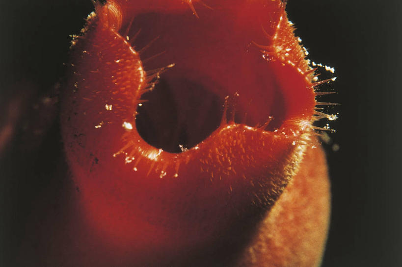 无人,横图,室外,特写,夜晚,水下,野生动物,科学,无脊椎动物,自然,动物,摄影,部分,海鞘,环境,生物学,彩图,动物学