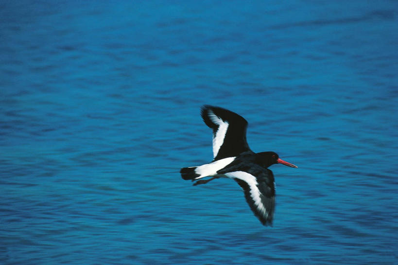 无人,横图,俯视,室外,白天,海洋,水,野生动物,挪威,科学,鸟类,飞,自然,动物,摄影,环境,生物学,斯堪狄纳维亚半岛,蛎鹬,彩图,高角度拍摄,动物学