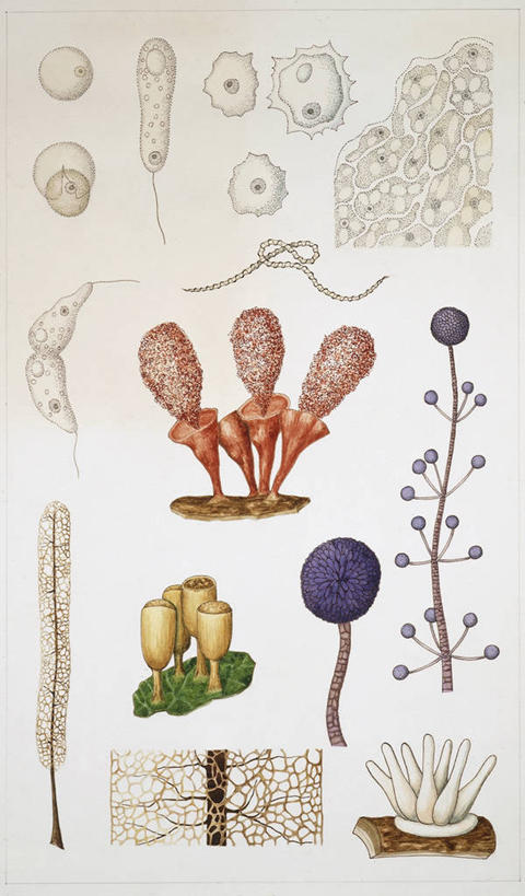 无人,竖图,插画,数码,科技,许多,阴影,网络,很多,高光,几何,计算机图形,合成,图画,画,自然,电脑合成图,数码合成图,生物学,孢子,合成图,漫画,写实,具体,具象,彩图,动物学