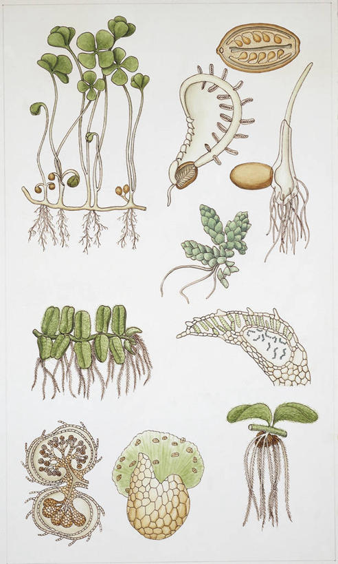 无人,竖图,插画,白色背景,数码,科技,植物,水果,叶子,阴影,网络,高光,几何,计算机图形,合成,图画,画,自然,电脑合成图,数码合成图,生物学,孢子,合成图,漫画,写实,具体,具象,彩图