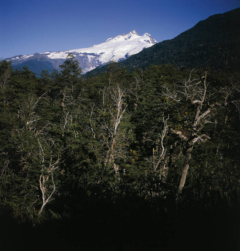 无人,竖图,方图,室外,白天,森林,山,雪山,阿根廷,冰,地形,山顶,树,自然,南美,摄影,环境,国家公园,冰河,山毛榉,麻栎金刚,山毛榉树,巴塔哥尼亚,彩图,郊野公园