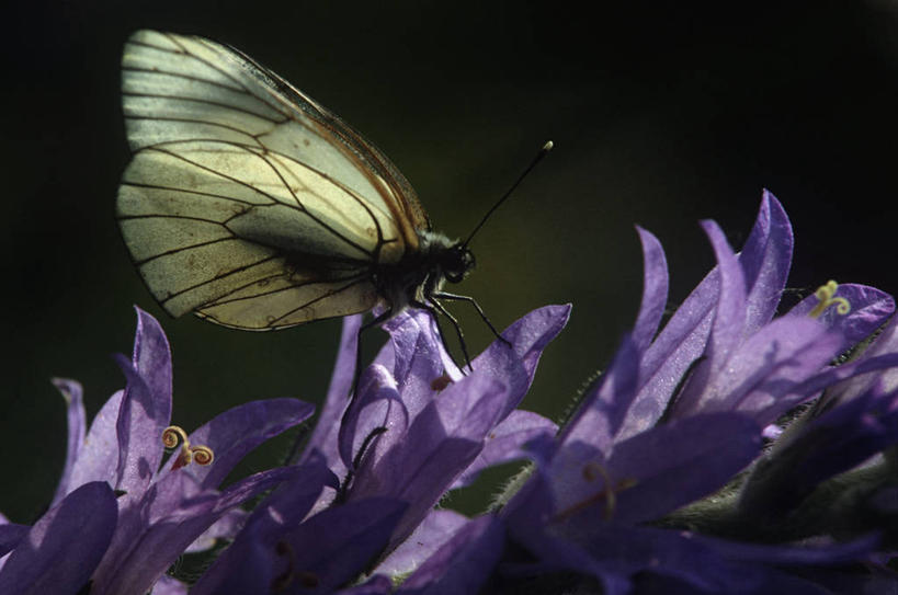 无人,坐,横图,室外,特写,白天,侧面,时尚,野生动物,蝴蝶,昆虫,风铃草,祝福,自然,动物,健康,t台,生物,可爱,摄影,钟花,环境,生物学,创造,感谢,温柔,节肢动物,授粉,感恩,嫉妒,瓦筒花,时装表演,时装秀,t型台,走秀,彩图,动物学