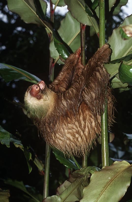 无人,竖图,室外,夜晚,时尚,懒惰,哺乳动物,野生动物,照明,湿,灯光,灯,自然,动物,灯具,打开,t台,摄影,环境,照亮,生物学,开启,照明设备,闪光灯,树懒,时装表演,时装秀,t型台,走秀,二趾树懒,彩图,动物学