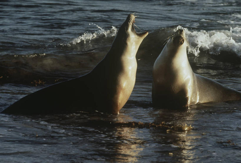 无人,横图,室外,白天,时尚,海浪,海洋,水,哺乳动物,海豹,海狮,野生动物,科学,自然,动物,打开,两只,t台,可爱,摄影,活泼,环境,生物学,开启,交配,性行为,时装表演,时装秀,t型台,走秀,澳海狮,澳洲海狮,彩图,伴侣,动物学