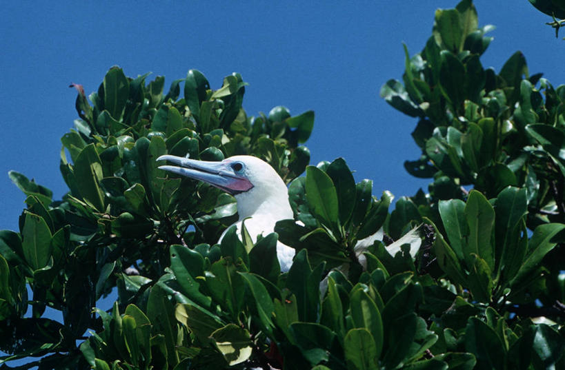 无人,坐,横图,室外,白天,时尚,海鸟,野生动物,叶子,委内瑞拉,科学,鸟类,枝,树,自然,动物,t台,南美,摄影,环境,水禽,生物学,国家公园,时装表演,时装秀,t型台,走秀,彩图,红足结巴鸟,动物学,郊野公园