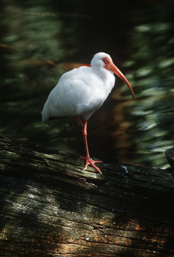 无人,站,竖图,室外,白天,侧面,时尚,野生动物,美国,科学,鸟类,自然,动物,t台,摄影,环境,生物学,鹳,圆木,白朱鹭,朱鹭,时装表演,时装秀,t型台,走秀,彩图,动物学