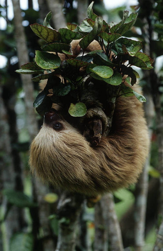 无人,攀登,竖图,室外,白天,时尚,哺乳动物,野生动物,叶子,吊挂,悬挂,挂,树,自然,动物,t台,摄影,环境,生物学,颠倒,户外活动,树懒,时装表演,时装秀,t型台,走秀,二趾树懒,彩图,动物学