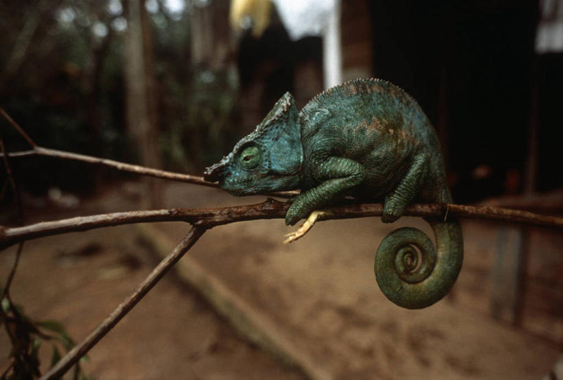 无人,坐,横图,室外,白天,侧面,时尚,变色龙,野生动物,蜥蜴,马达加斯加,科学,枝,自然,动物,t台,摄影,环境,生物学,东非,嫩枝,时装表演,时装秀,t型台,走秀,彩图,动物学