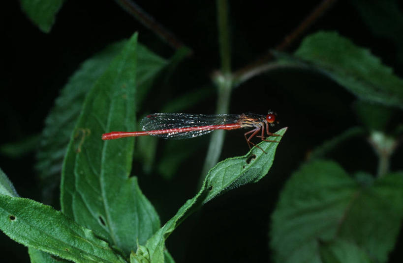 无人,横图,室外,白天,侧面,时尚,野生动物,叶子,科学,蜻蜓,昆虫,自然,动物,t台,生物,摄影,环境,生物学,节肢动物,益虫,豆娘,时装表演,时装秀,t型台,走秀,彩图,动物学
