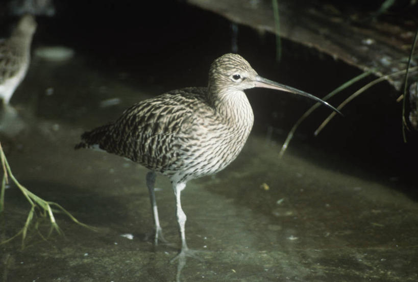 无人,站,横图,俯视,室外,白天,时尚,水,野生动物,涉水,科学,杓鹬,鸟类,自然,动物,t台,摄影,环境,生物学,时装表演,时装秀,t型台,走秀,彩图,高角度拍摄,动物学