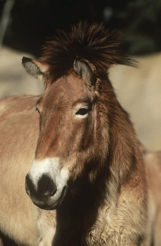 无人,竖图,室外,特写,白天,时尚,哺乳动物,马,貘,野生动物,科学,自然,动物,t台,运输,摄影,牲畜,部分,环境,生物学,时装表演,时装秀,t型台,走秀,彩图,动物学