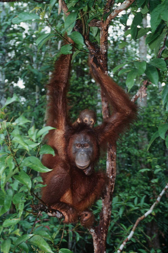 无人,坐,竖图,室外,白天,时尚,哺乳动物,野生动物,枝,拿着,树,自然,动物,两只,t台,摄影,栖息,保护,环境,生物学,关爱,运送,猿,苏门答腊猩猩,婆罗洲猩猩,时装表演,时装秀,t型台,走秀,彩图,动物学