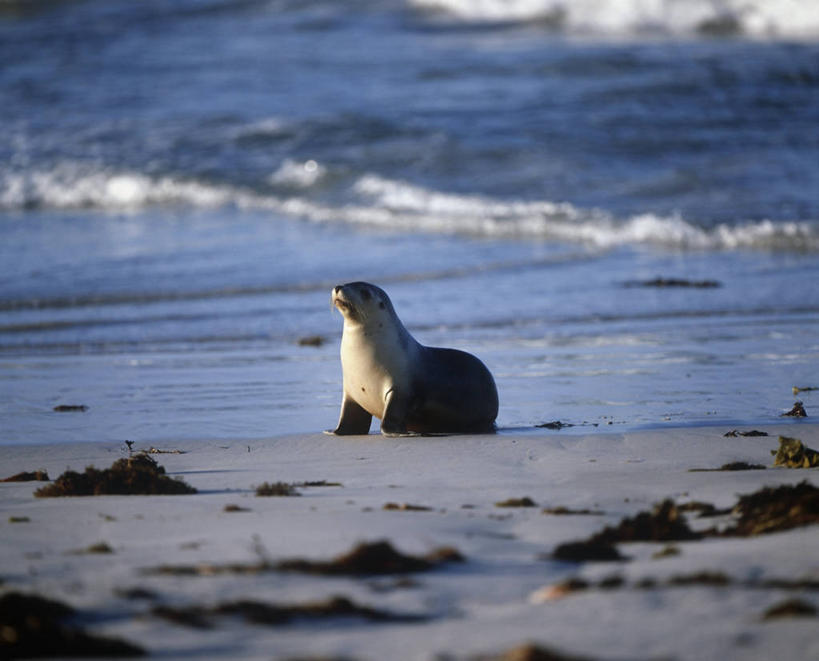 无人,站,横图,室外,白天,侧面,时尚,海浪,海洋,水,哺乳动物,海豹,海狮,野生动物,澳大利亚,自然,动物,t台,可爱,摄影,活泼,环境,生物学,澳大拉西亚,袋鼠岛,南澳大利亚,时装表演,时装秀,t型台,走秀,澳海狮,澳洲海狮,海滩,彩图,动物学