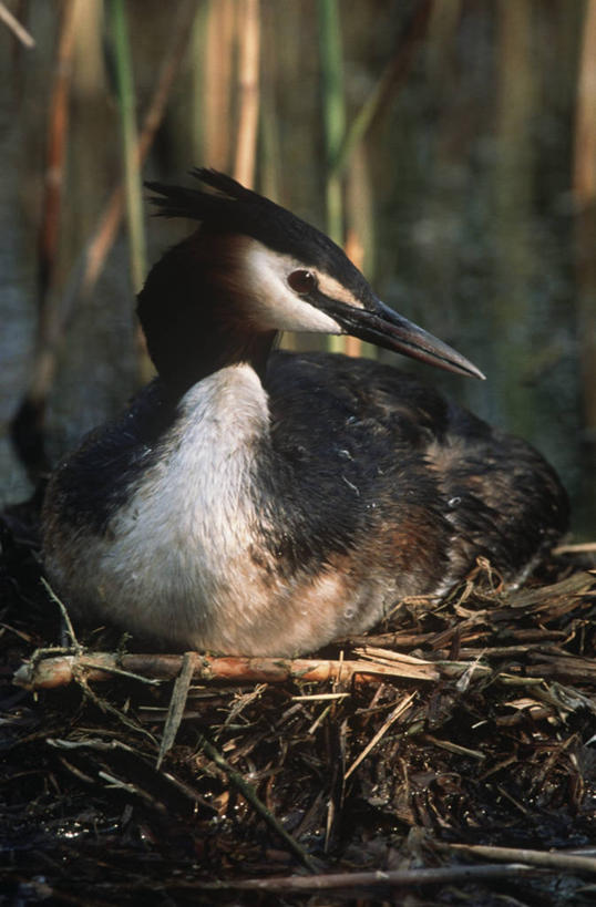 无人,坐,竖图,室外,时尚,日落,野生动物,科学,鸟类,自然,黄昏,动物,t台,摄影,环境,生物学,鸊鷉,时装表演,时装秀,t型台,走秀,彩图,动物学