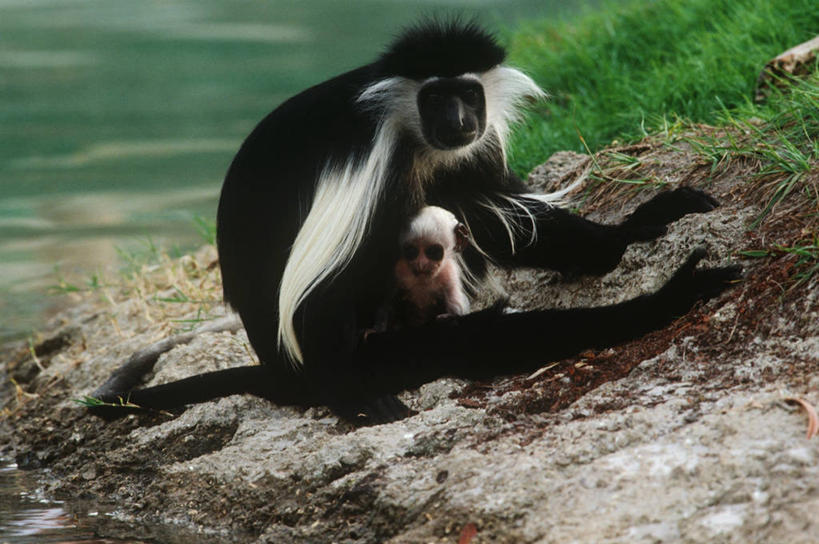 婴儿,无人,坐,横图,室外,白天,时尚,哺乳动物,野生动物,猴子,科学,拿着,自然,动物,两只,t台,摄影,保护,环境,生物学,叶猴,灵长目,时装表演,时装秀,t型台,走秀,拥抱,彩图,动物学