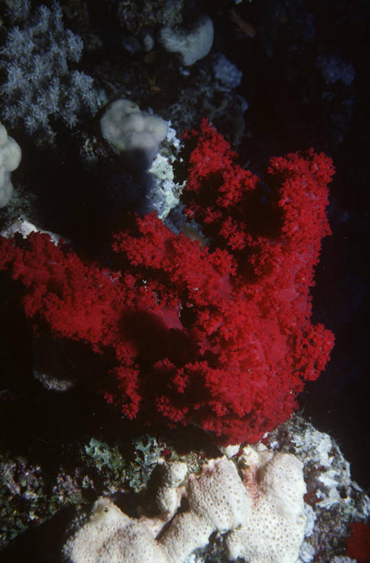 无人,竖图,室外,时尚,水下,海洋,水,野生动物,科学,珊瑚,海洋生物,无脊椎动物,自然,动物,t台,摄影,腔肠动物,环境,生物学,软珊瑚,刺胞动物,红海,珊瑚虫,时装表演,时装秀,t型台,走秀,彩图,动物学