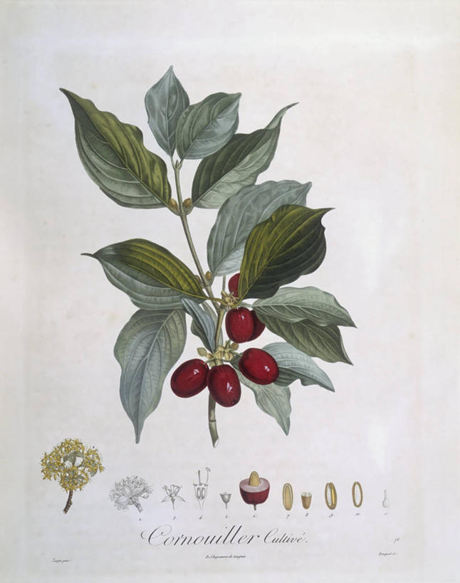 无人,竖图,白色背景,植物,水果,叶子,科学,食品,枝,白色,自然,摄影,环境,生物学,山茱萸,嫩枝,彩图