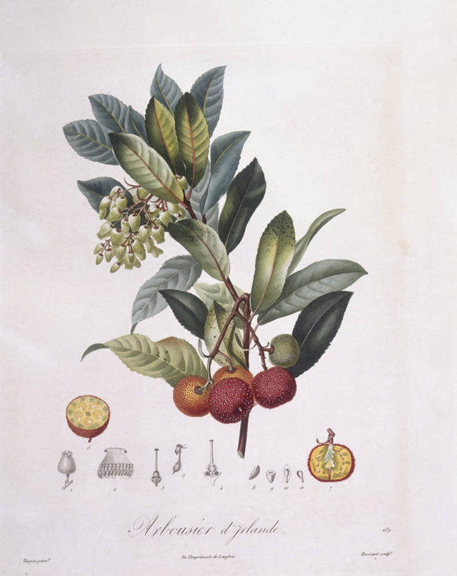 无人,竖图,白色背景,植物,浆果,蓝莓,水果,叶子,科学,食品,枝,白色,自然,摄影,环境,生物学,嫩枝,彩图