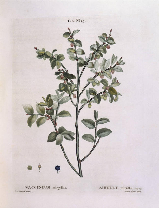 无人,竖图,白色背景,植物,浆果,蓝莓,水果,叶子,科学,食品,枝,白色,自然,摄影,环境,生物学,嫩枝,彩图