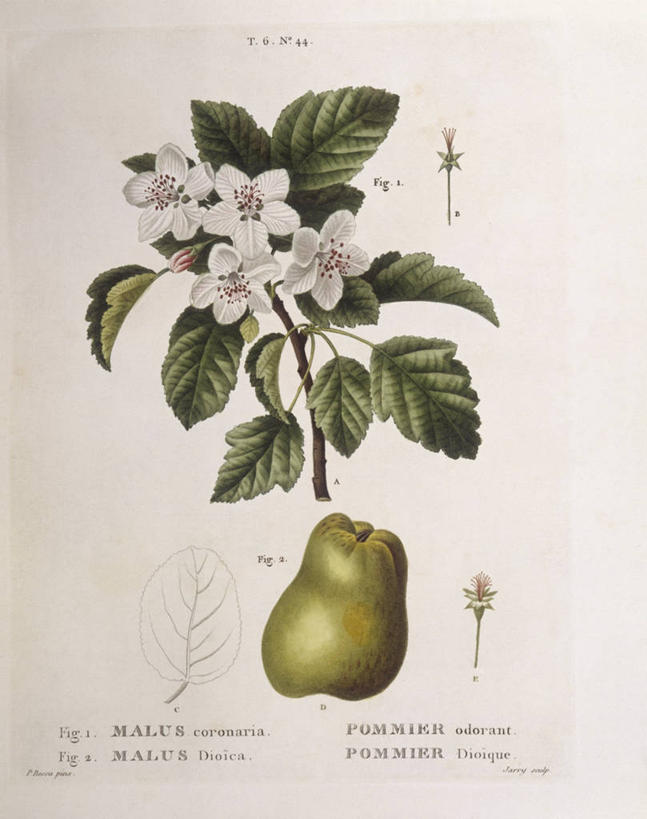 无人,竖图,白色背景,植物,苹果,水果,叶子,科学,食品,海棠,枝,花,白色,自然,摄影,环境,生物学,嫩枝,海红,彩图,八棱海棠,大八棱,海棠果,红海棠果,柰子,楸子