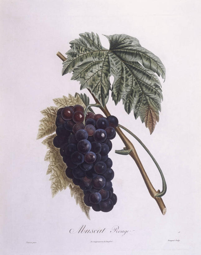 无人,竖图,白色背景,植物,水果,叶子,科学,食品,枝,白色,自然,藤蔓,摄影,环境,生物学,藤蔓植物,嫩枝,彩图