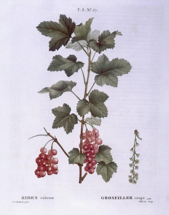 无人,竖图,白色背景,植物,水果,叶子,法国,科学,食品,枝,花,白色,自然,摄影,环境,生物学,红醋栗,中欧,18世纪,嫩枝,彩图