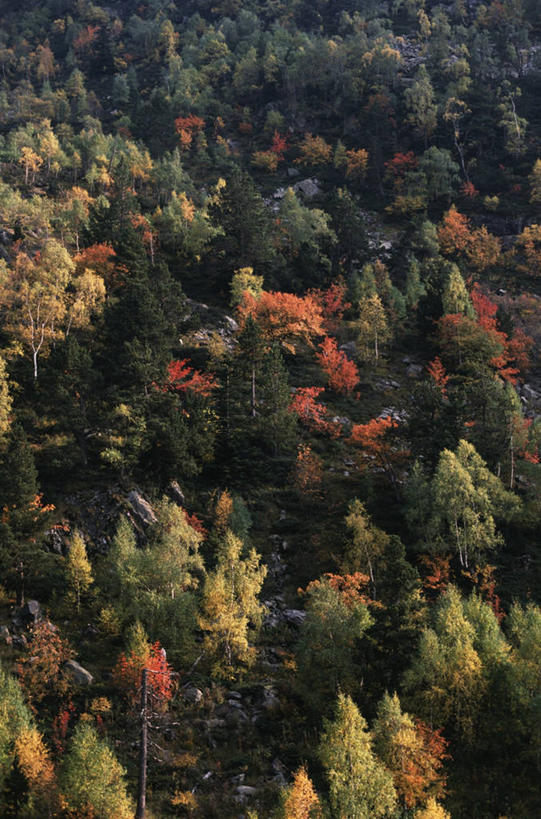 无人,竖图,室外,白天,旅游,度假,美景,森林,安道尔,地形,景观,娱乐,风景,自然,享受,休闲,景色,放松,摄影,宁静,自然风光,伊比利亚半岛,自然地理,彩图