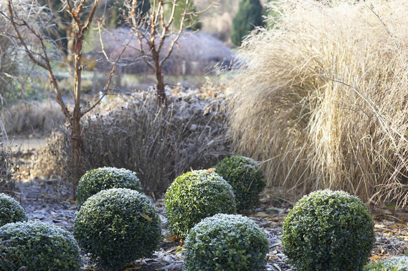 无人,横图,室外,白天,美景,植物,枫树,英国,花坛,庭院,景观,冬天,霜,英格兰,盒子,花,自然,景色,摄影,灌木,自然风光,曲别针,常绿树,黄杨木,汉普郡,彩图,多年生植物