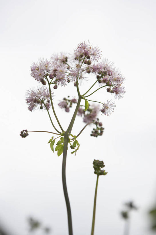 无人,竖图,室外,特写,白天,留白,美景,植物,英国,景观,英格兰,花,花瓣,粉色,自然,夏天,景色,摄影,自然风光,彩图,唐松草,对焦