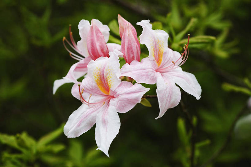 无人,横图,室外,特写,白天,美景,植物,英国,景观,英格兰,花,花瓣,粉色,自然,春天,景色,摄影,灌木,自然风光,汉普郡,彩图,对焦