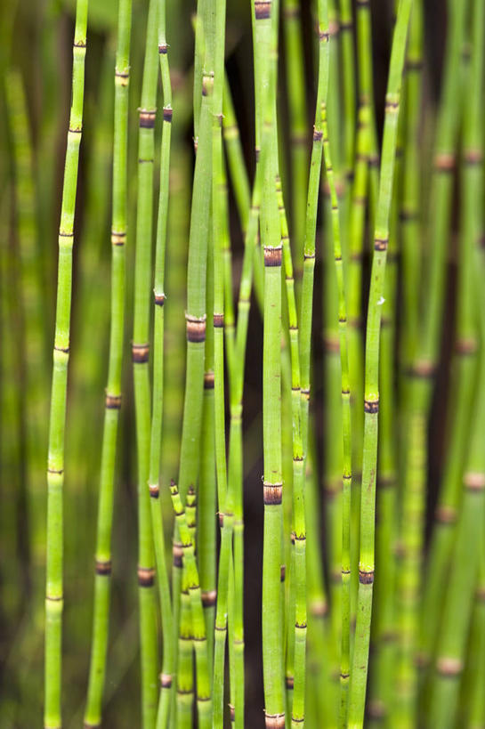 无人,竖图,室外,特写,白天,美景,植物,叶子,英国,景观,茎,英格兰,绿色,自然,景色,马尾,摄影,自然风光,彩图,对焦