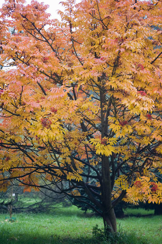 无人,竖图,室外,白天,美景,植物,叶子,英国,景观,英格兰,树,黄色,自然,景色,摄影,自然风光,山茱萸,落叶树,秋天,彩图