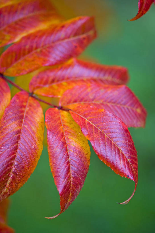 无人,竖图,室外,特写,白天,美景,植物,叶子,英国,景观,英格兰,黄色,红色,自然,橙色,景色,摄影,灌木,自然风光,山茱萸,落叶树,秋天,彩图,对焦