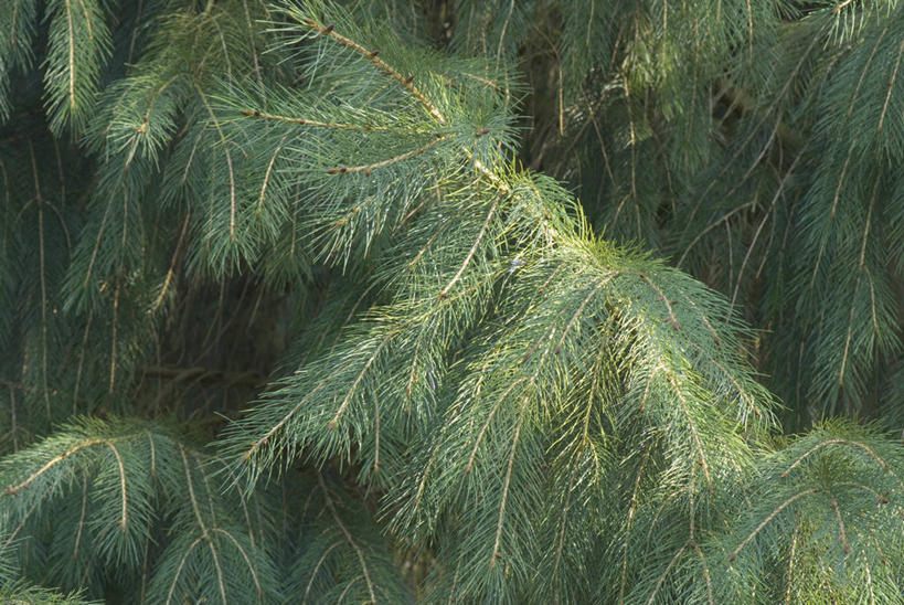 无人,横图,室外,特写,白天,背景,美景,植物,叶子,英国,景观,树,绿色,自然,景色,摄影,清新,自然风光,云杉,针叶树,彩图,全画面,全框架,全帧,全画幅,对焦