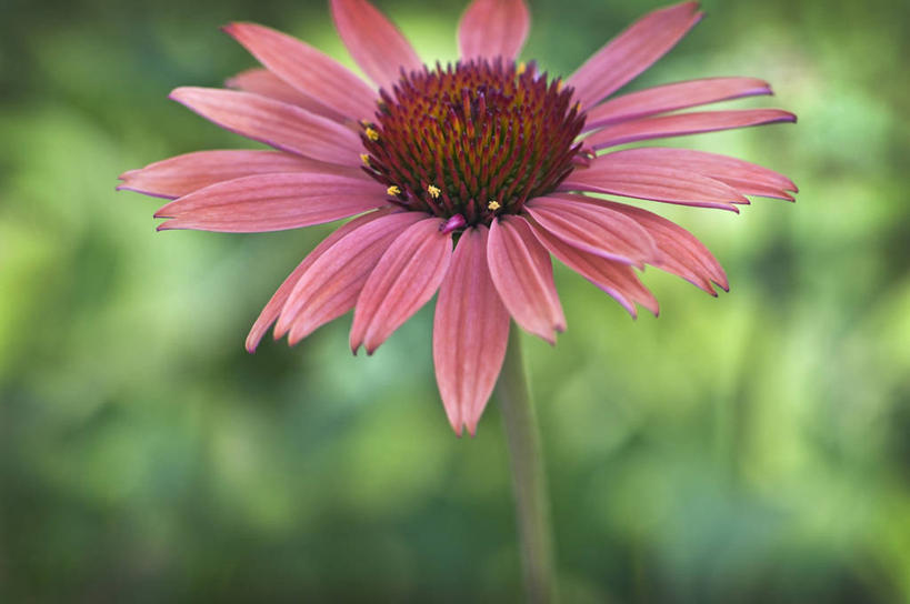 无人,横图,室外,特写,白天,美景,植物,英国,景观,花,一个,粉色,自然,夏天,景色,摄影,金花菊,单个,自然风光,紫锥花,彩图,对焦,多年生植物
