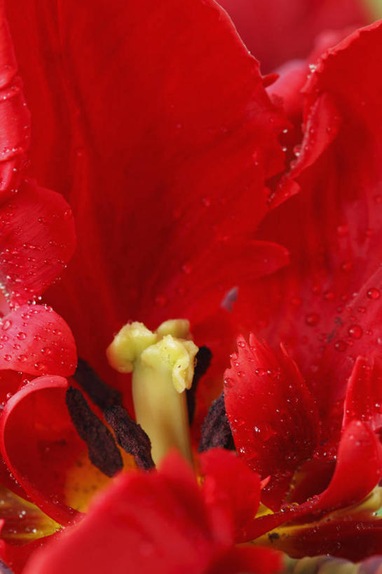 无人,竖图,彩色,室外,特写,白天,美景,植物,郁金香,蔬菜,英国,新鲜,景观,食品,花,花瓣,食物,一个,红色,自然,春天,景色,摄影,有机食品,绿色食品,单个,五颜六色,色彩斑斓,雄蕊,鹦鹉郁金香,自然风光,五彩缤纷,五彩斑斓,五光十色,彩图,全画面,全框架,全帧,全画幅