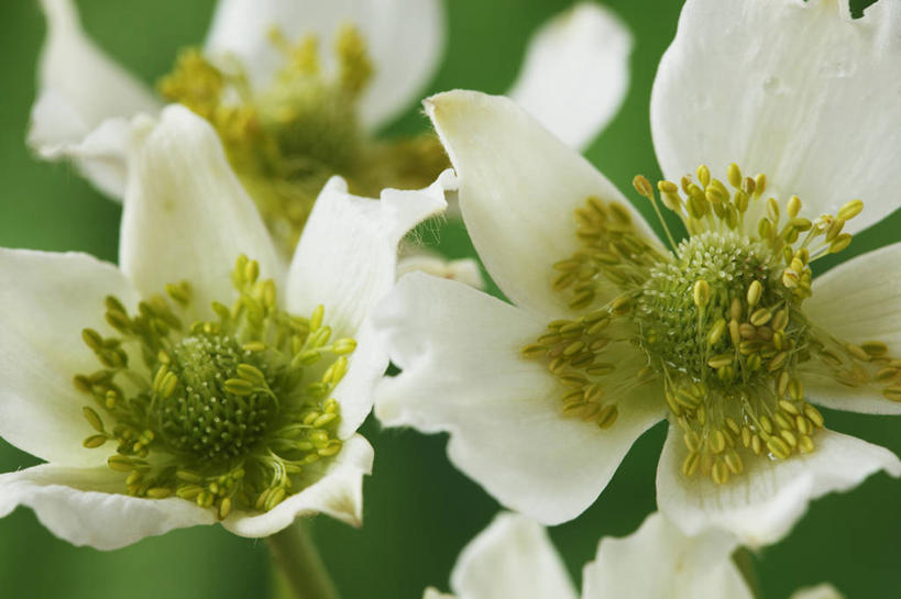 无人,横图,室外,特写,白天,美景,植物,英国,景观,花,花瓣,两个,绿色,白色,自然,夏天,景色,摄影,银莲花,雄蕊,清新,自然风光,苍白,彩图,对焦,多年生植物