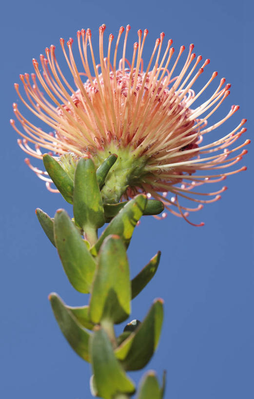 无人,竖图,室外,特写,白天,仰视,美景,植物,南非,景观,首都,花,花瓣,一个,黄色,蓝色,天空,自然,夏天,橙色,景色,摄影,单个,针垫花,自然风光,开普敦,彩图,低角度拍摄,对焦