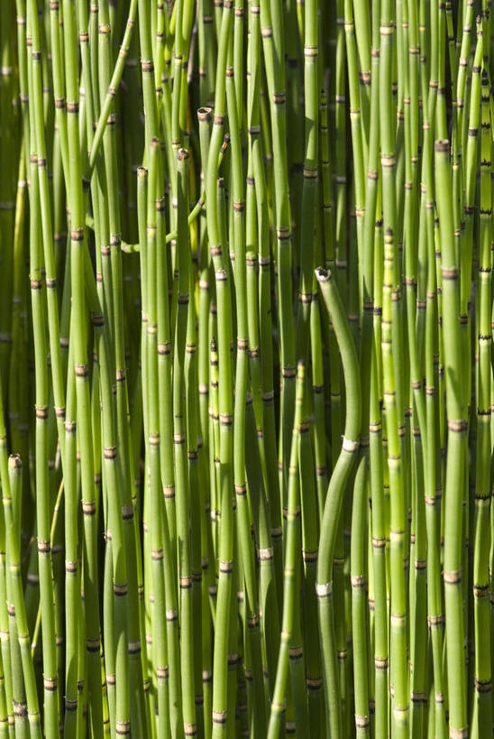 无人,竖图,室外,特写,白天,背景,美景,植物,叶子,英国,条纹,景观,茎,绿色,自然,夏天,景色,马尾,摄影,自然风光,灯心草,式样,彩图,全画面,全框架,全帧,全画幅,对焦,多年生植物