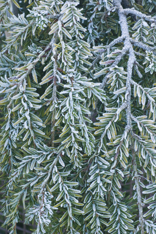 无人,竖图,室外,特写,白天,背景,美景,植物,松树,叶子,英国,景观,冬天,霜,树,绿色,灰色,自然,景色,寒冷,摄影,自然风光,杉树,坚定,常绿树,长寿,贞洁,针叶树,彩图,全画面,全框架,全帧,铁杉,全画幅,对焦