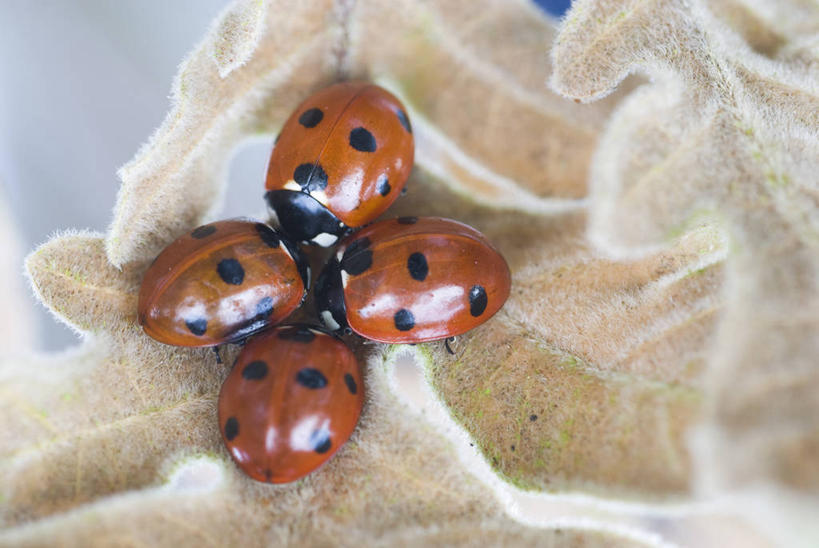 无人,横图,室外,特写,白天,美景,植物,野生动物,瓢虫,叶子,英国,四只,昆虫,天牛,斑点,景观,冬天,红色,黑色,自然,动物,景色,摄影,自然风光,甲虫,橡树,冬眠,彩图,对焦,共生关系
