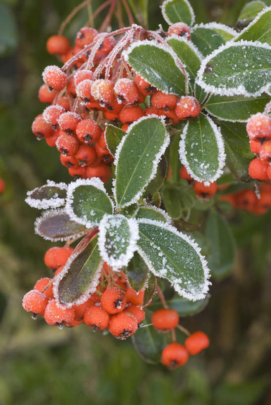 无人,竖图,室外,特写,白天,美景,植物,浆果,叶子,英国,景观,冬天,霜,红色,绿色,自然,景色,寒冷,摄影,自然风光,火棘,彩图,对焦