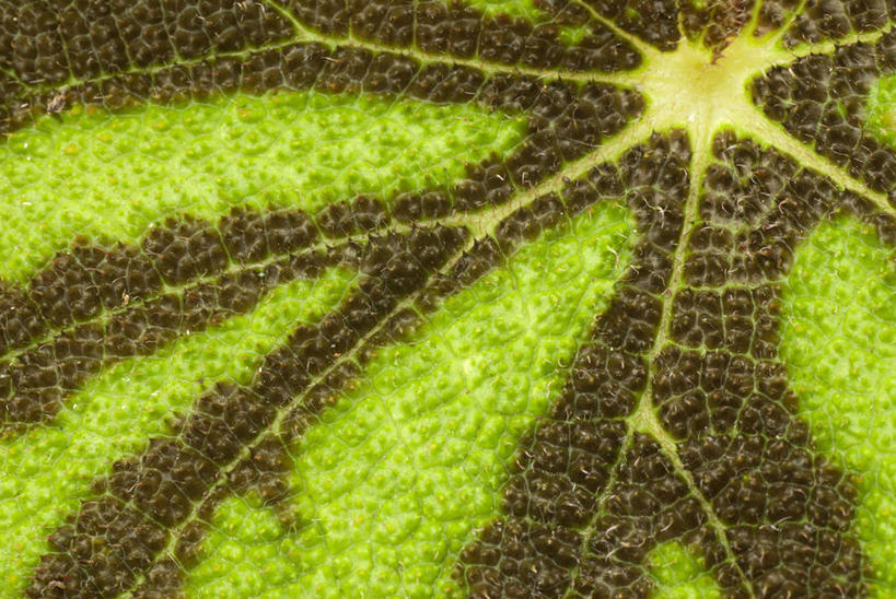 无人,横图,室外,特写,白天,背景,微距,美景,植物,叶子,英国,景观,褐色,绿色,自然,景色,摄影,秋海棠,自然风光,式样,彩图,全画面,全框架,全帧,全画幅