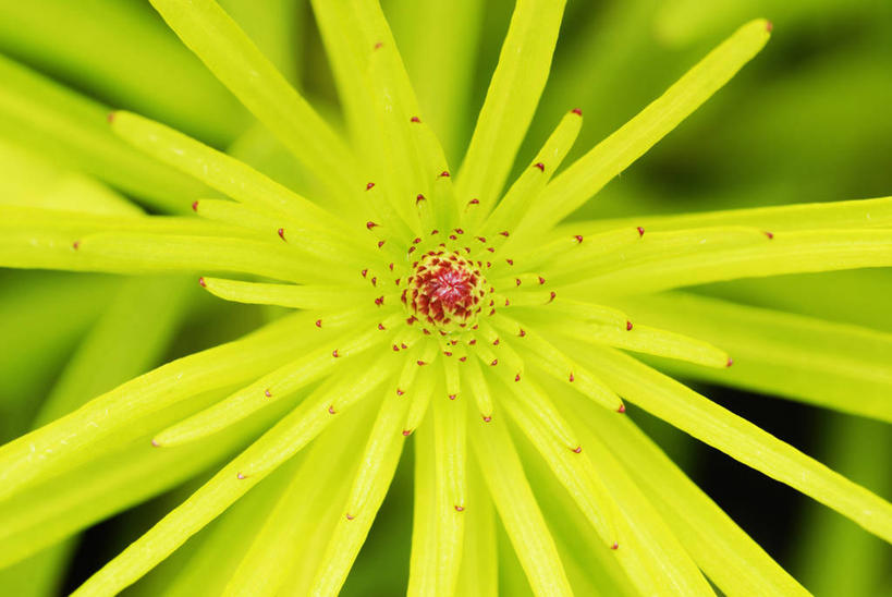 无人,横图,室外,特写,白天,美景,植物,英国,景观,花,花瓣,黄色,红色,绿色,自然,景色,摄影,自然风光,式样,彩图,鹿舌草,对焦